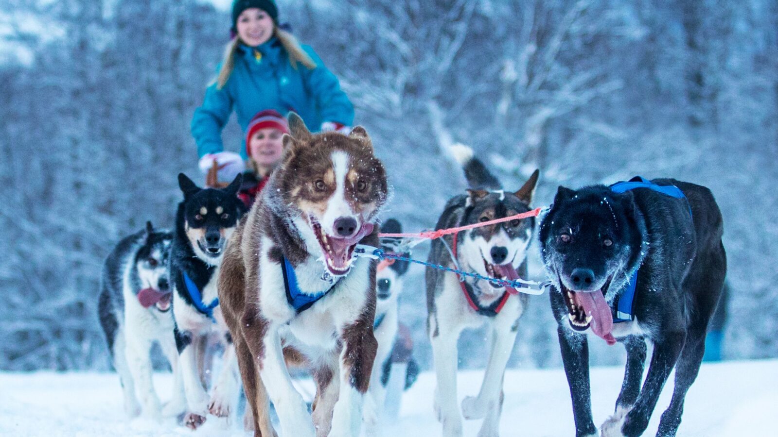 Hundekjøring Isogaisa