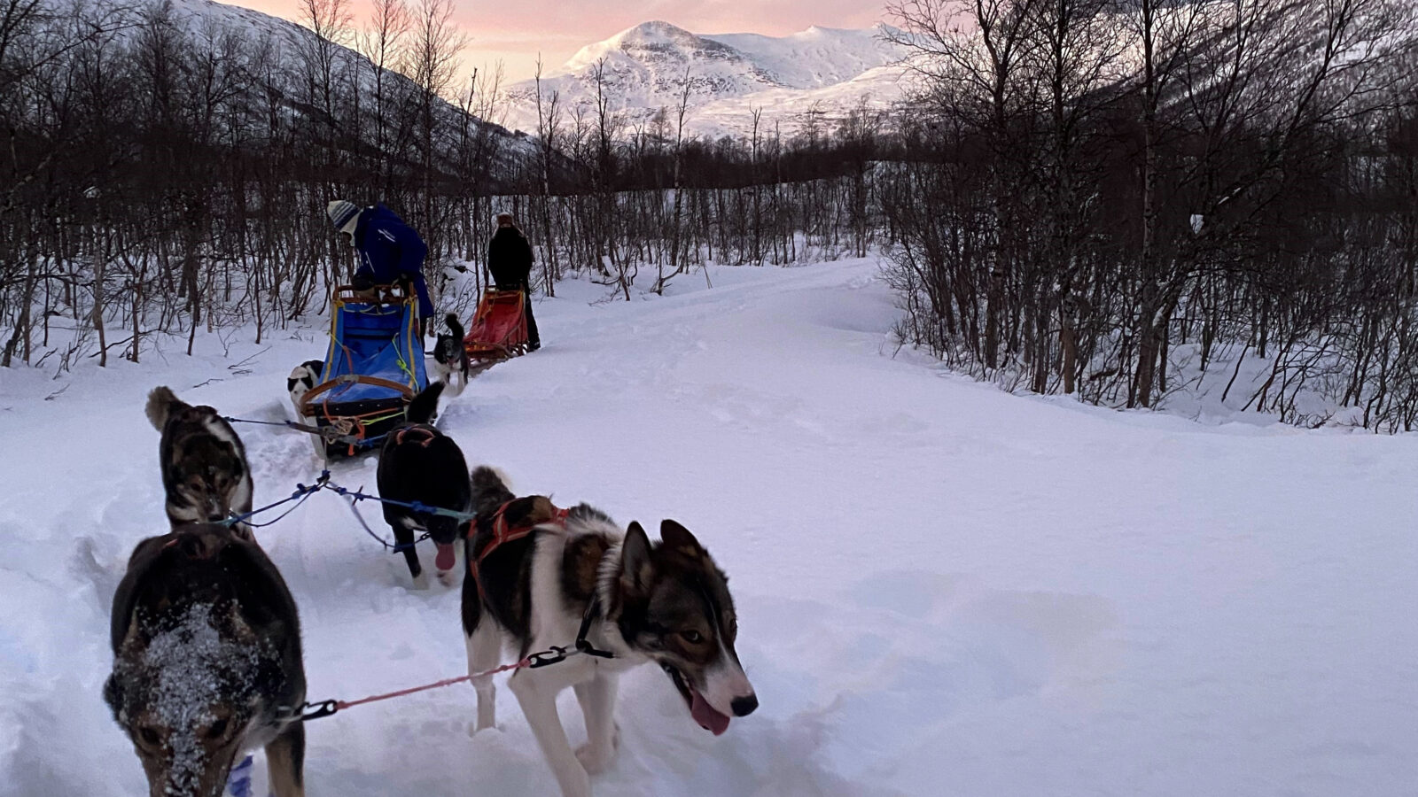 Hundekjøring Bergbjørn Fjellservice