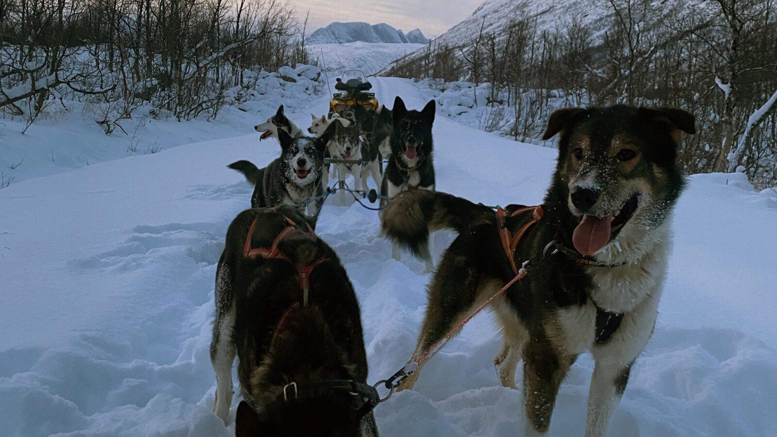 Hundekjøring Bergbjørn Fjellservice