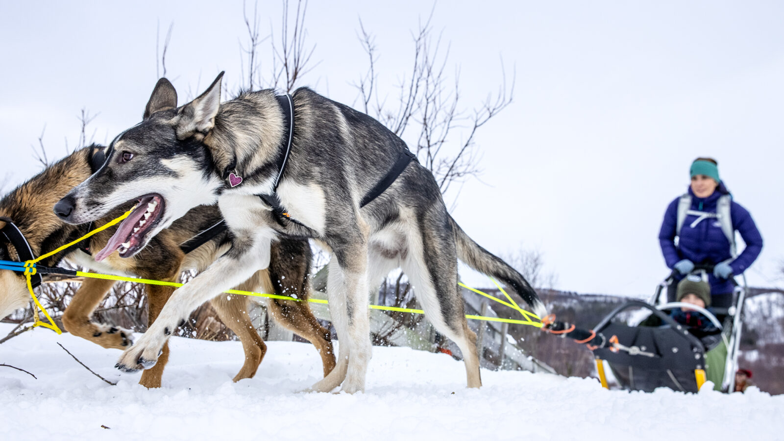 Hundekjøring Isogaisa